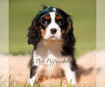Small Photo #24 Cavalier King Charles Spaniel Puppy For Sale in WARSAW, IN, USA