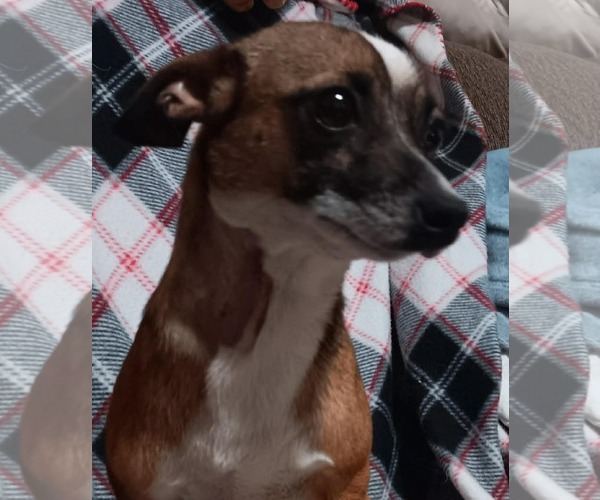 Medium Photo #3 Chiweenie Puppy For Sale in Minneapolis, MN, USA