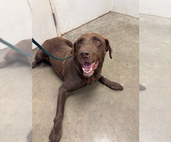 Medium Photo #1 Labrador Retriever Puppy For Sale in Rosenberg, TX, USA