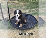 Puppy Pink Bernese Mountain Dog