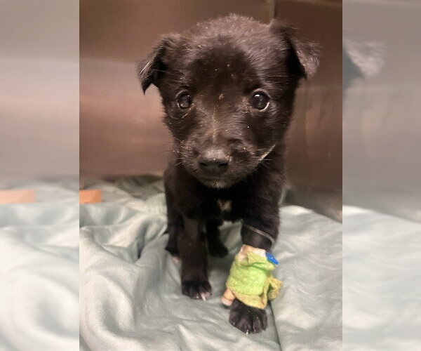 Medium Photo #1 Mutt Puppy For Sale in Riverside, CA, USA