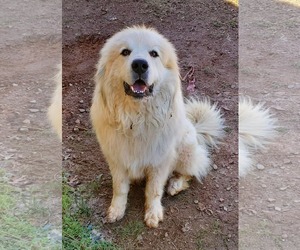 Great Pyrenees Dogs for adoption in Rustburg, VA, USA
