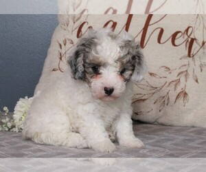 Poodle (Miniature) Puppy for sale in FREDERICKSBURG, OH, USA