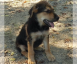 Small #9 Shepweiller