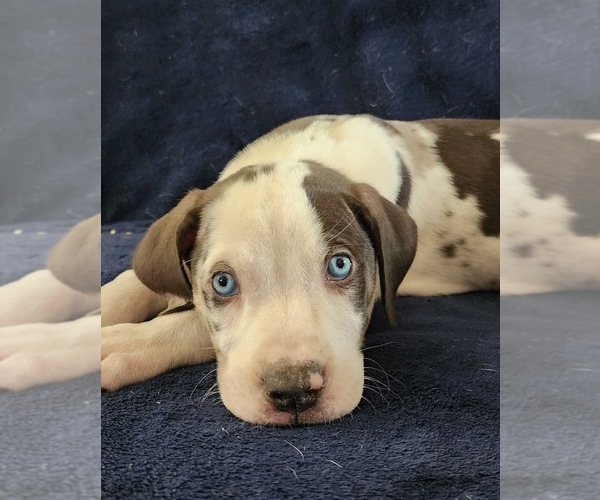 Medium Photo #16 Catahoula Leopard Dog Puppy For Sale in CUMBY, TX, USA