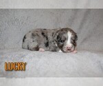Small Photo #9 Miniature Australian Shepherd Puppy For Sale in ORRTANNA, PA, USA