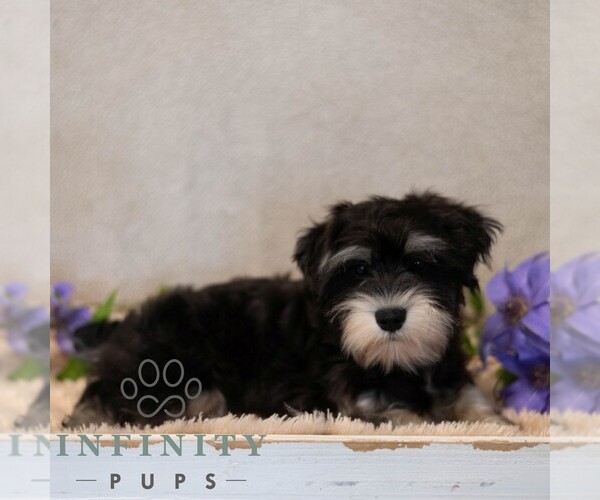 Medium Photo #3 Schnauzer (Miniature) Puppy For Sale in MIFFLINBURG, PA, USA