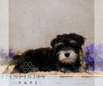 Small #2 Schnauzer (Miniature)