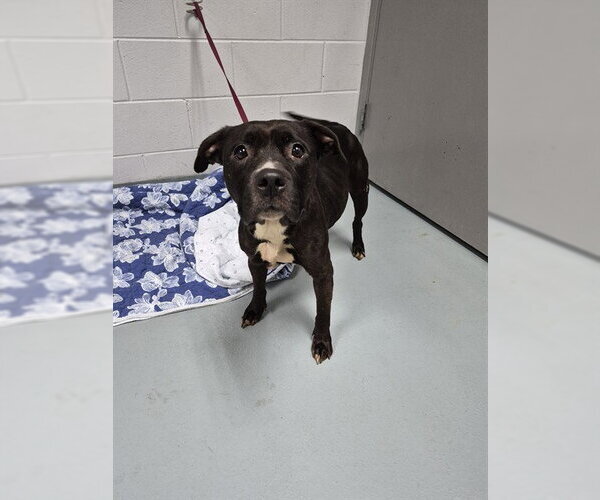 Medium Photo #1 Staffordshire Bull Terrier Puppy For Sale in St. Cloud, FL, USA