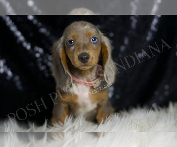 Medium Photo #7 Dachshund Puppy For Sale in WARSAW, IN, USA
