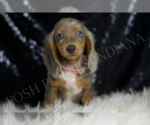 Small #6 Dachshund