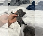 Small Photo #10 French Bulldog Puppy For Sale in HAYWARD, CA, USA