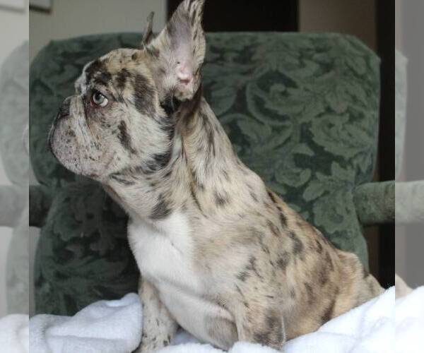 Medium Photo #5 French Bulldog Puppy For Sale in COCOA, FL, USA