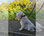 Small #4 Schnauzer (Miniature)