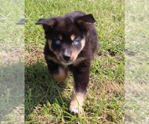 Australian Shepherd Puppy for sale in MARION CENTER, PA, USA