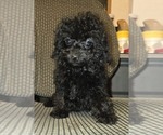 Small #16 Poodle (Toy)