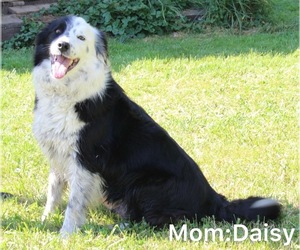 Mother of the Border Collie puppies born on 04/16/2023