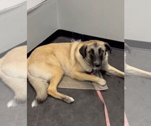 Shepradors Dogs for adoption in Milpitas, CA, USA
