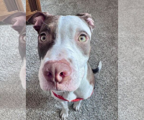 Medium Photo #4 Mutt Puppy For Sale in Princeton, MN, USA