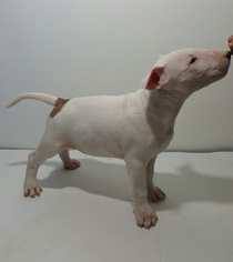 Bull Terrier Puppy for sale in INDIANAPOLIS, IN, USA