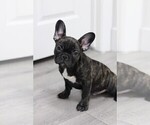 Puppy 6 French Bulldog