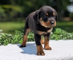 Small #6 Rottweiler