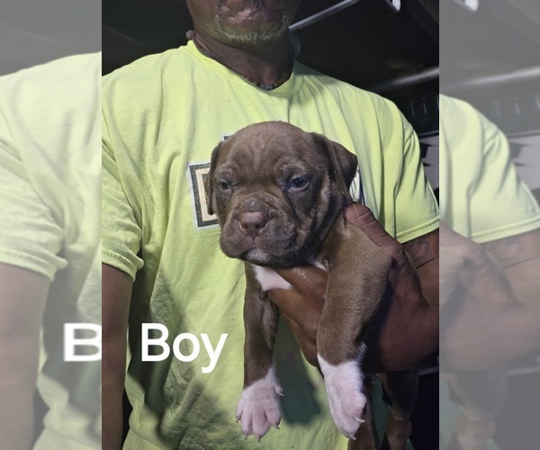 Medium Photo #3 American Bully Puppy For Sale in TRENTON, NJ, USA
