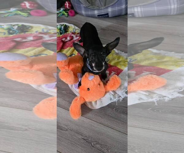 Medium Photo #2 Chihuahua-Unknown Mix Puppy For Sale in Nazareth, PA, USA