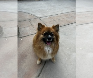 Pomeranian Dog for Adoption in LOS BANOS, California USA