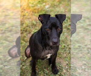 Kora - Female American Pit Bull Terrier-Mountain Cur Mix Dog for Adoption - Photo #18