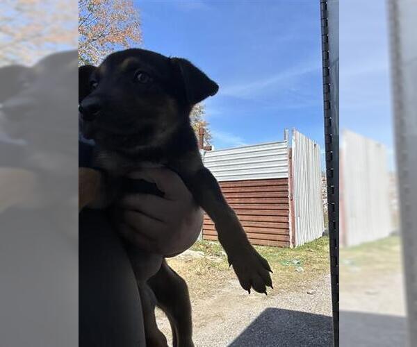 Medium Photo #1 Labrador Retriever-Unknown Mix Puppy For Sale in Houston, TX, USA