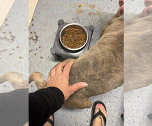 Bull Terrier-Unknown Mix Dogs for adoption in Holly Springs, NC, USA