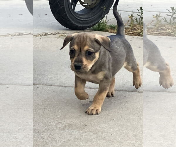 Medium Photo #1 Pointer Puppy For Sale in Winter Park, CO, USA