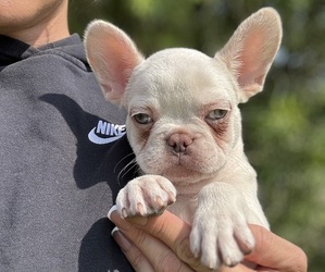 French Bulldog Puppy for sale in AUBURNDALE, FL, USA