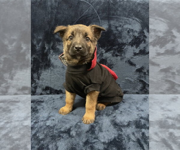 Medium Photo #2 Mutt Puppy For Sale in Imlay City, MI, USA