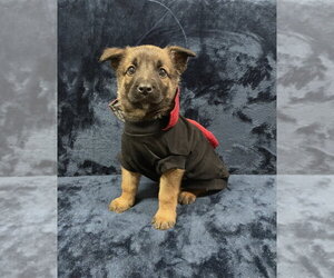 Hallowed Harvest - Batwing - Located in Florida - Male Mutt Dog for Adoption - Photo #2