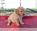 Small Photo #3 Golden Retriever Puppy For Sale in LA RUSSELL, MO, USA