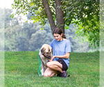 Small #7 Anatolian Shepherd