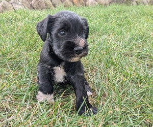 Schnauzer (Miniature) Puppy for sale in GOSHEN, IN, USA