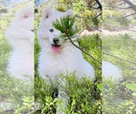 Small Photo #9 Siberian Husky Puppy For Sale in ANACONDA, MT, USA