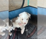 Puppy Marble Australian Shepherd