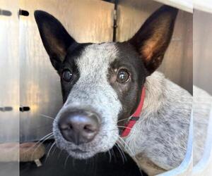 Mutt Dogs for adoption in San Antonio, TX, USA