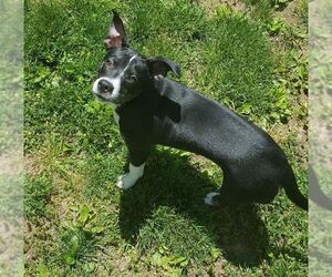 Boston Terrier-Unknown Mix Dogs for adoption in Pittstown, NJ, USA