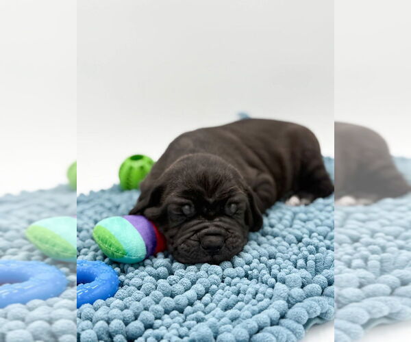 Medium Photo #1 Mutt Puppy For Sale in Brooklyn, NY, USA