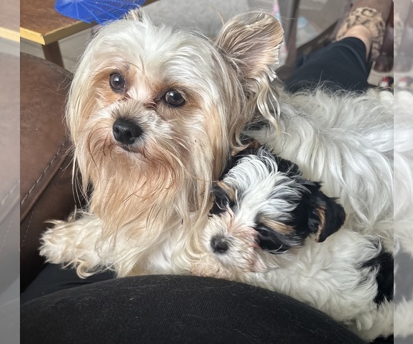 Medium Photo #7 Biewer Terrier Puppy For Sale in VERO BEACH, FL, USA