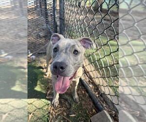 Mutt Dogs for adoption in Fremont, CA, USA