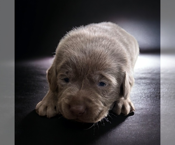 Medium Photo #3 Labrador Retriever Puppy For Sale in NEOLA, WV, USA