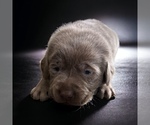 Small #2 Labrador Retriever