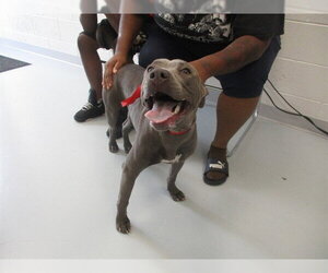 American Pit Bull Terrier Dogs for adoption in Ocala, FL, USA