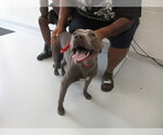 Small American Pit Bull Terrier